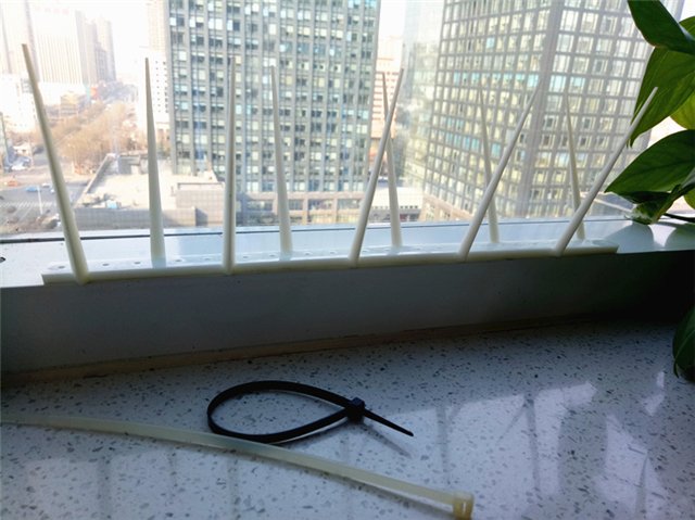 Plastic Anti Bird Spikes