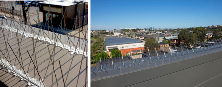 2CM bird spike usage