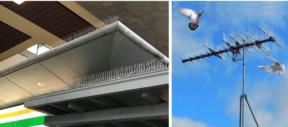 bird spike usage_副本